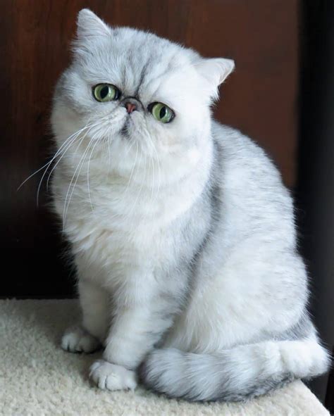 persian kittens for sale tampa fl|exotic shorthair persian for sale.